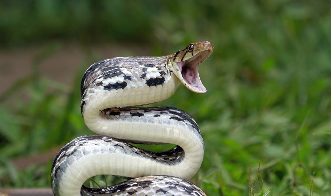 Prva pomoć kod ugriza zmije